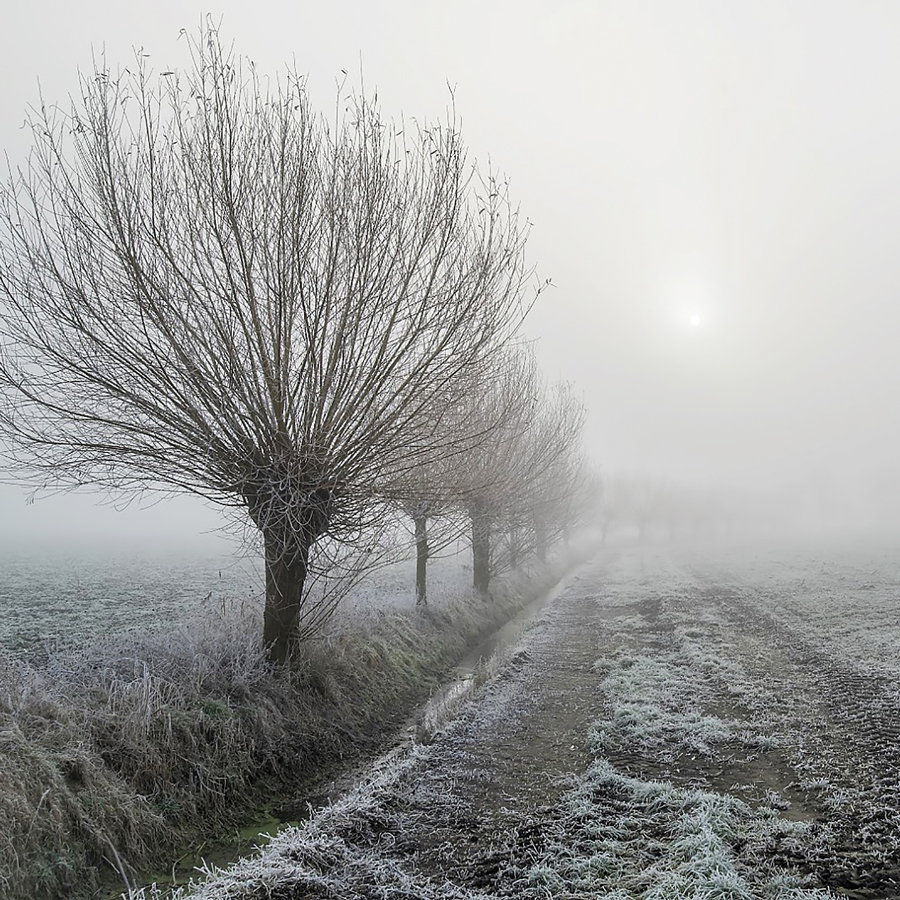 Vriesweers