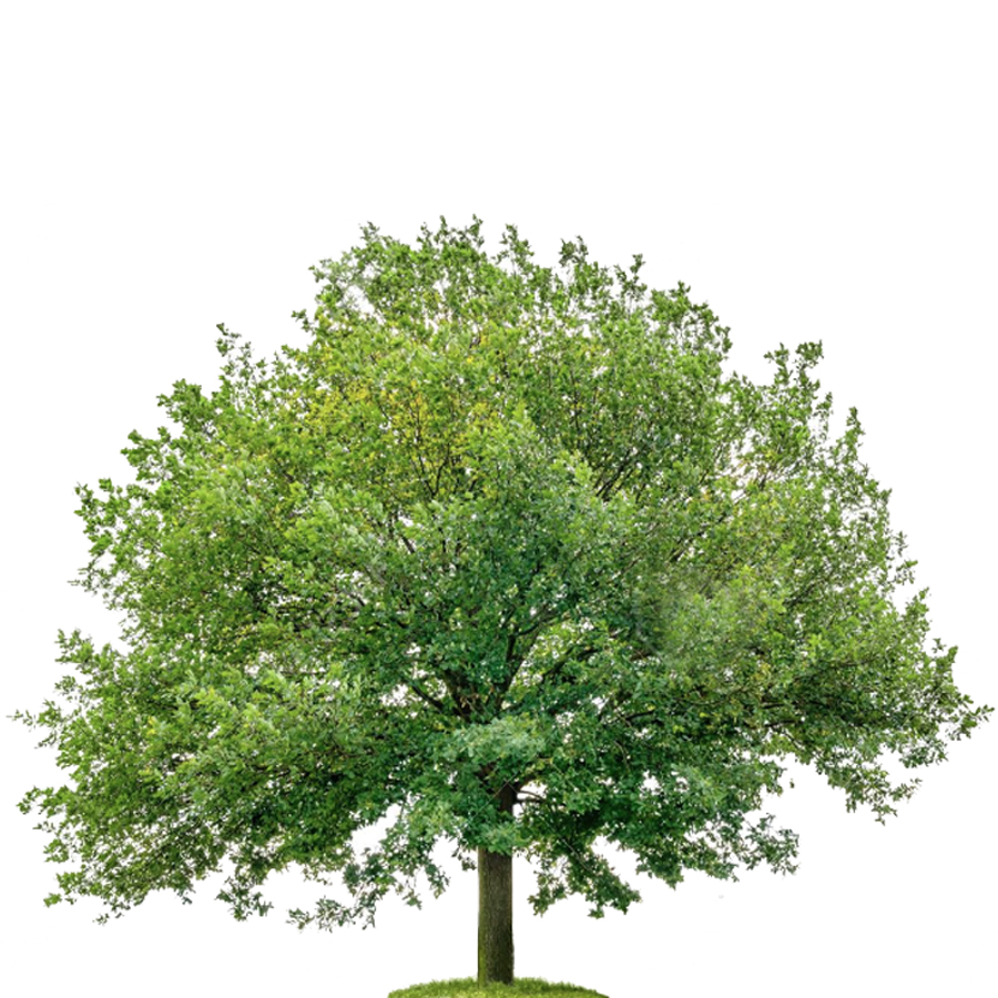 Eikenboom_solitair