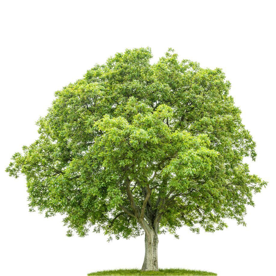 Juglans-regia