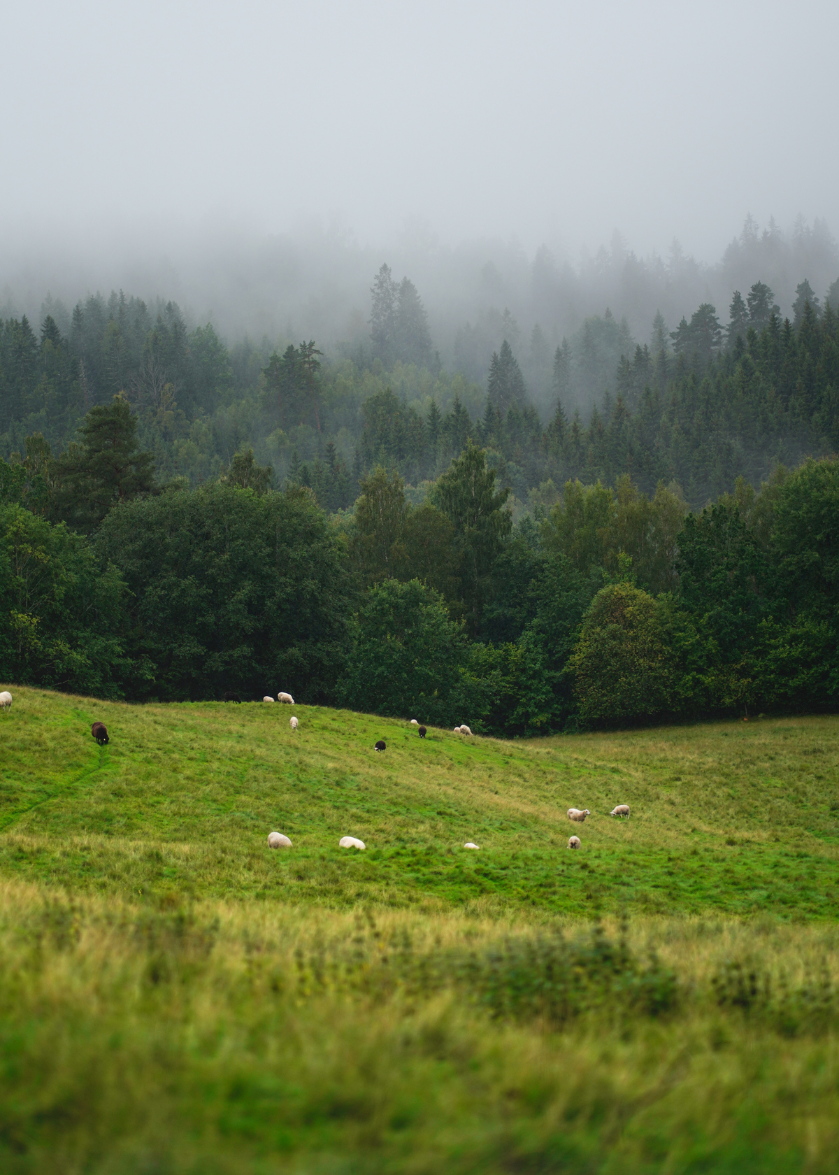 Bosrijk_bosnie